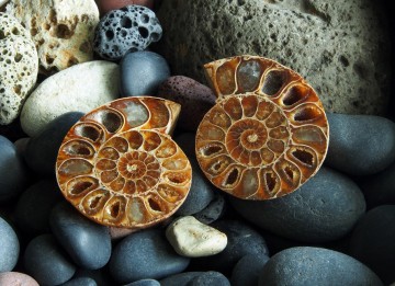 Fossil ammonitt som er delt i 2 halvdeler og polert