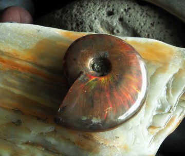 Ammonitt med perlemorglans