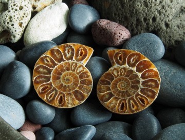 Fossil ammonitt som er delt i 2 halvdeler og polert