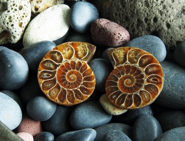 Fossill ammonitt som er delt i 2 halvdeler og polert